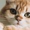 2026年6月猫爬架横评：FEANDREA vs Go Pet Club vs AmazonBasics vs New Cat Condos vs Armarkat 哪款最值得买？
