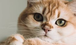 Featured image of post 2026年6月猫爬架横评：FEANDREA vs Go Pet Club vs AmazonBasics vs New Cat Condos vs Armarkat 哪款最值得买？