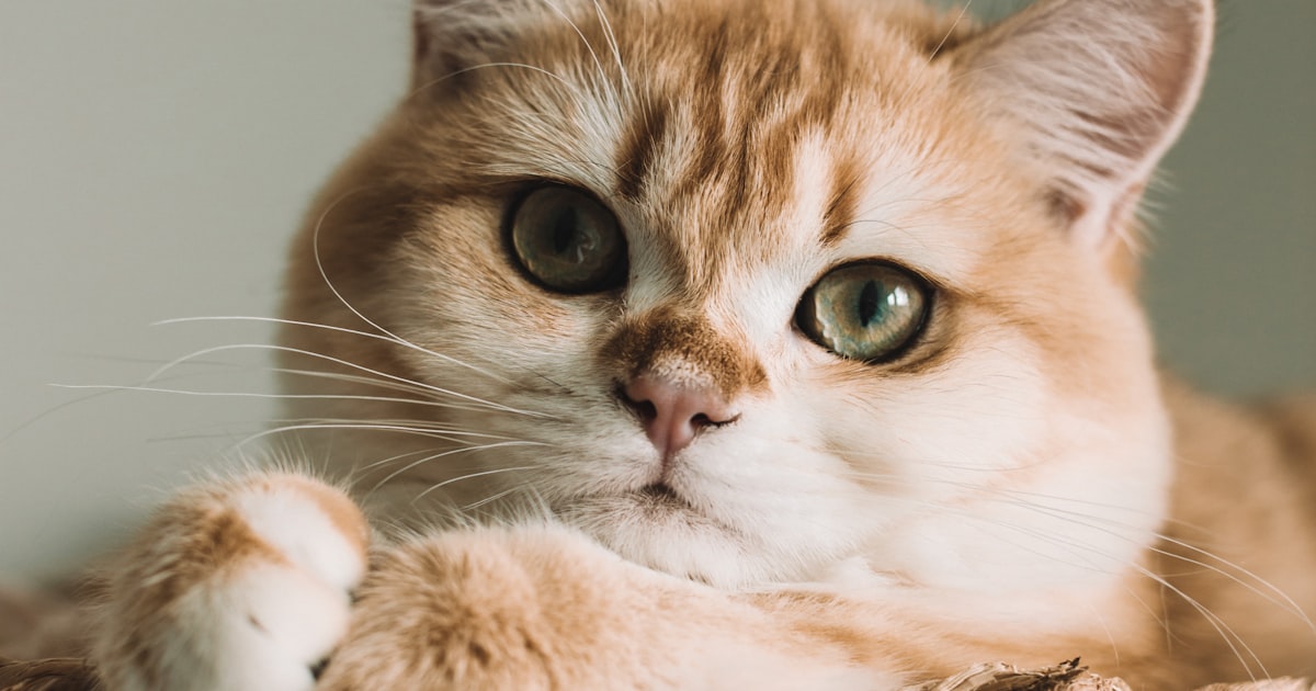 Featured image of post 2026年6月猫爬架横评:FEANDREA vs Go Pet Club vs AmazonBasics vs New Cat Condos vs Armarkat 哪款最值得买?